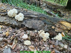 Hericium clathroides