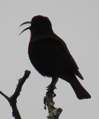 Chalcomitra senegalensis gutturalis