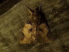 Ercheia cyllaria