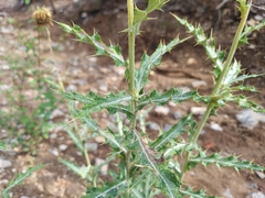 Cirsium ochrocentrum