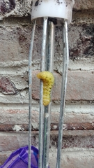Phoebis philea