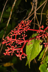 Cissus erosa
