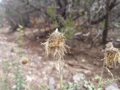 Cirsium ochrocentrum