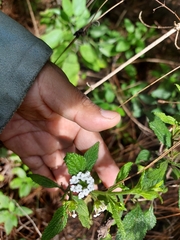 Lantana velutina