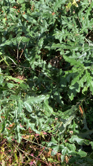 Cirsium discolor