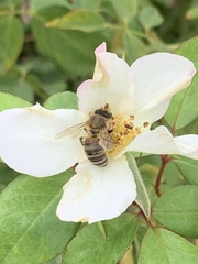 Apis mellifera