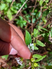Lantana velutina