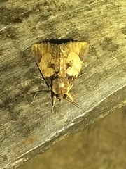 Ercheia cyllaria