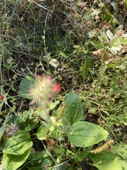 Trifolium incarnatum