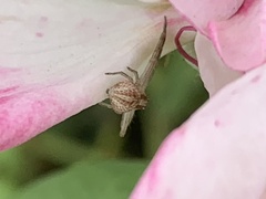 Mecaphesa