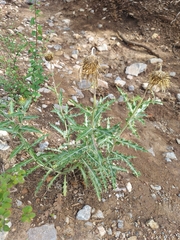 Cirsium ochrocentrum