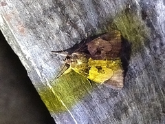 Ercheia cyllaria