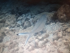 Trachinotus ovatus
