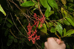 Cissus erosa