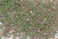 Frankeniaceae