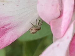 Mecaphesa