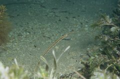 Siphonognathus argyrophanes