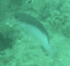 Chrysiptera rollandi