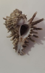 Homalocantha oxyacantha