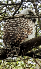 Ninox strenua