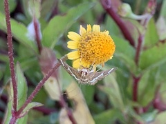 Hymeniini