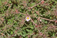 Frankeniaceae