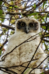 Ninox strenua