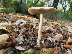 Amanita vaginata alba