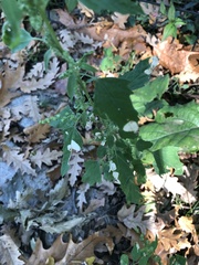 Chrysoesthia sexguttella