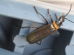 Chauliognathus lugubris