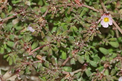 Frankeniaceae
