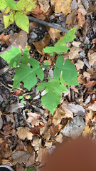 Polymnia canadensis