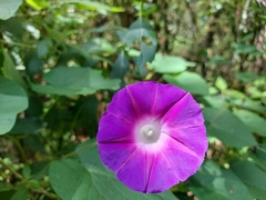 Ipomoea orizabensis orizabensis