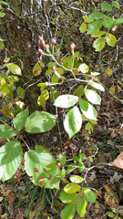 Rosa multiflora