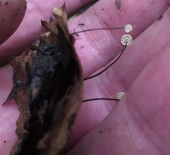 Marasmius bulliardii