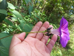 Ipomoea orizabensis orizabensis