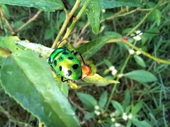 Chrysocoris stollii