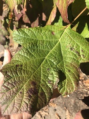 Cercospora hydrangeae