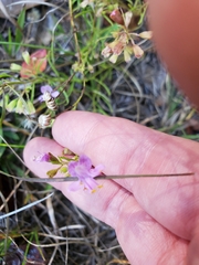 Dicerandra linearifolia