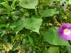 Ipomoea orizabensis orizabensis