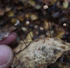 Marasmius bulliardii