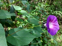 Ipomoea orizabensis orizabensis