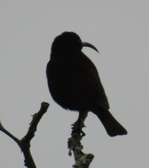 Chalcomitra senegalensis gutturalis