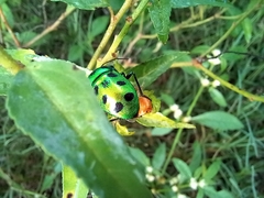 Chrysocoris stollii