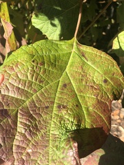 Cercospora hydrangeae