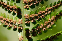 Dryopteris oreades