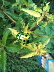 Calliphara excellens