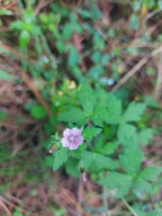Geranium seemannii