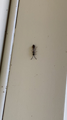 Myzinum quinquecinctum