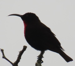Chalcomitra senegalensis gutturalis
